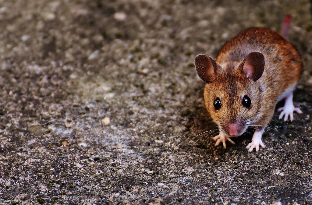 mice control brighton mi
