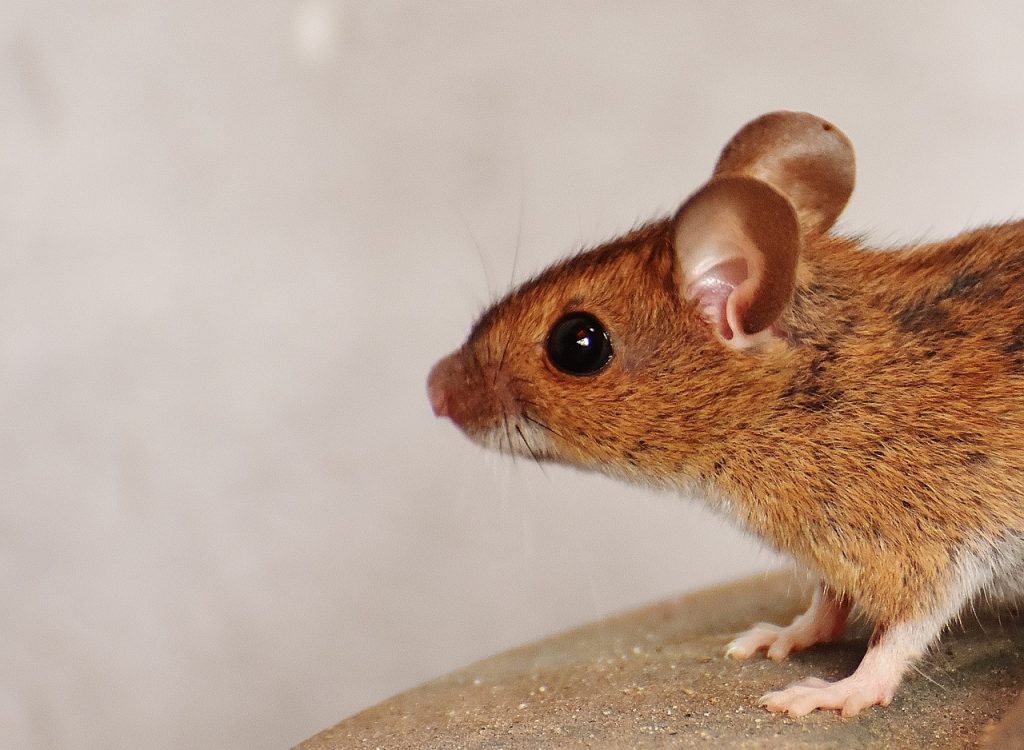 mouse in the house