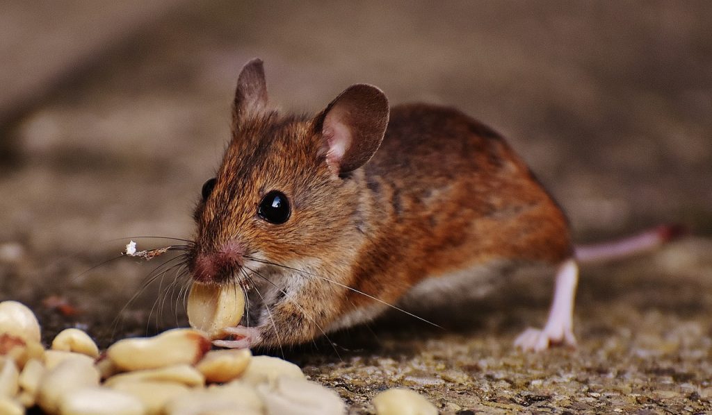 Poisonless mice removal