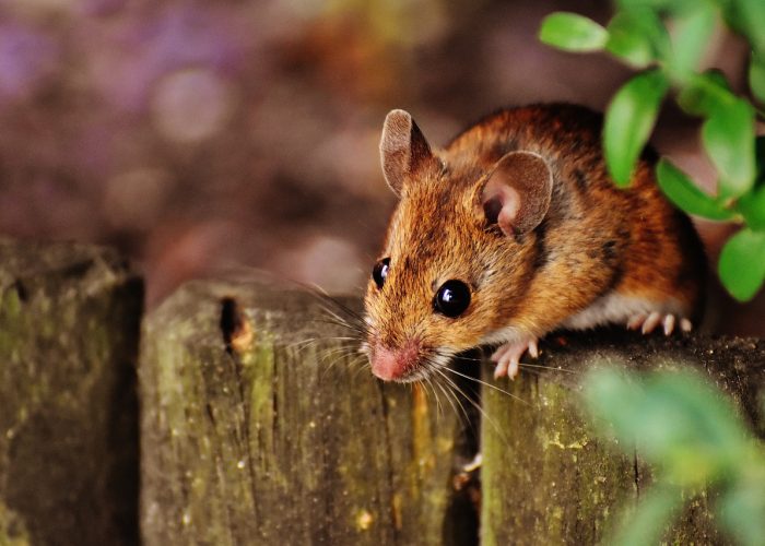 Mouse Removal
