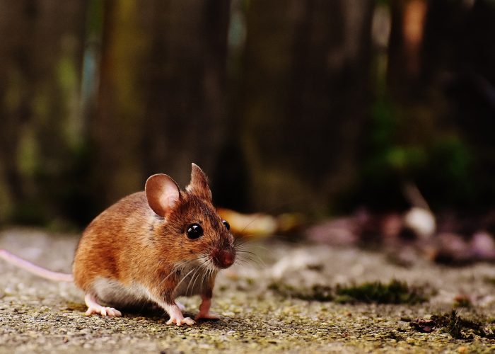 Mouse Control Services